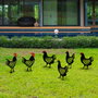 Aberto Design Chicken Family 6 - Juego de 6 Esculturas de Metal para Jardín Negro